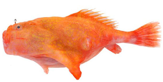 Chaunax pictus_07.jpg